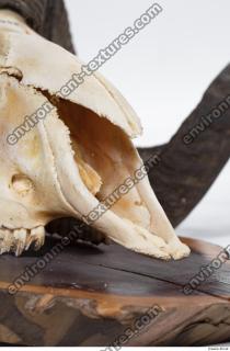 Photo Textures of Mouflon Skull 